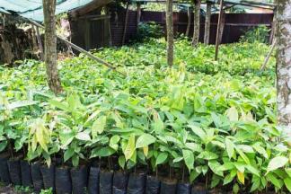 Cocoa Seedlings