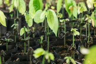 Cocoa Seedlings